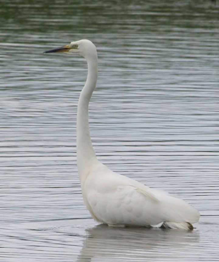 ReevesLj's tweet photo. Great white egret @burton https://t.co/JuN2lB0Zjn