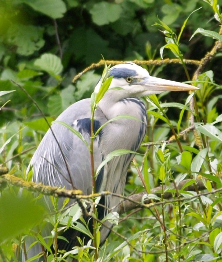 ReevesLj's tweet photo. Herons and a grumpy greenfinch @burton https://t.co/rGApAszDDH