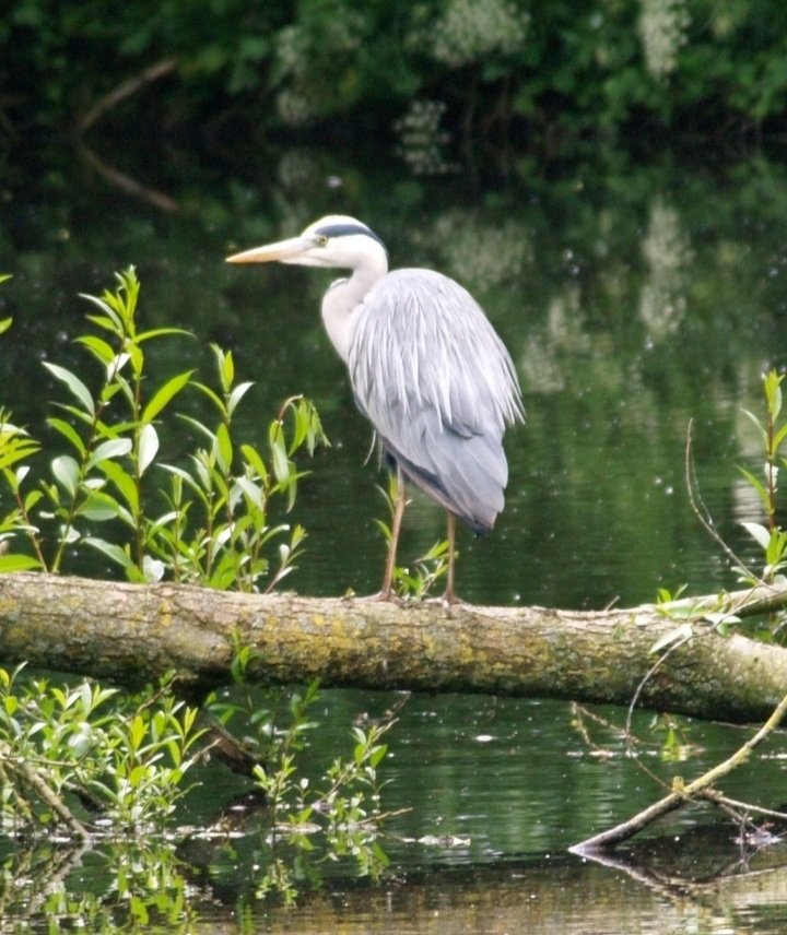 ReevesLj's tweet photo. Herons and a grumpy greenfinch @burton https://t.co/rGApAszDDH