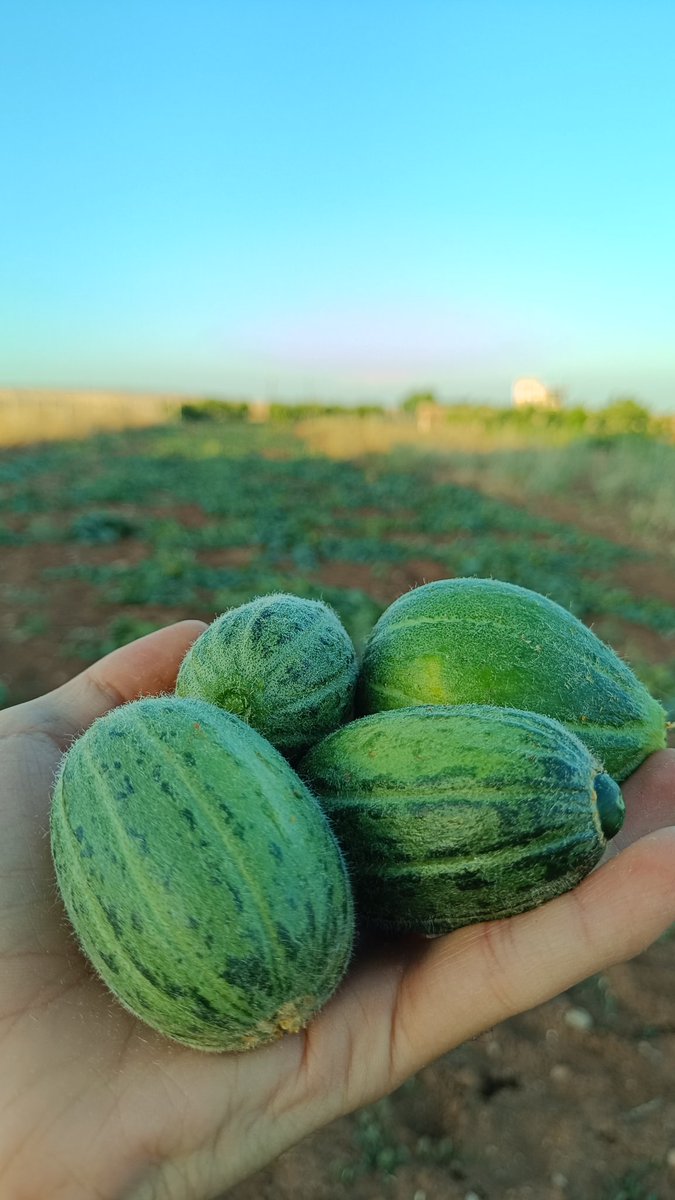 Nave ve çîye 😅😅
(Ejderha fekîsî😏)