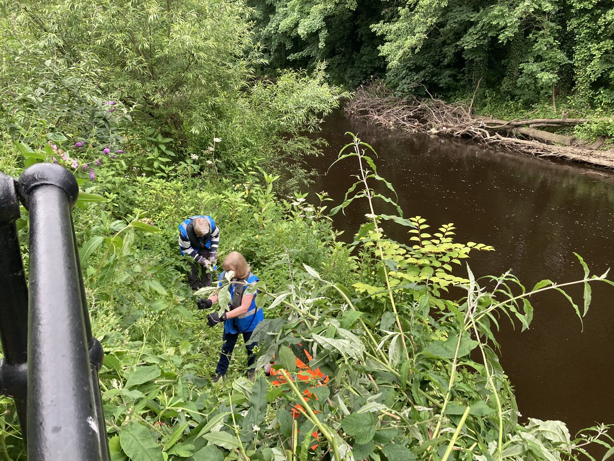 theblueloop's tweet photo. A multi-faceted session today by Salmon Pastures + colleagues from @RiverStewards. Path clearance, vegetation trimmed & loads of Balsam - bashed! “Alone we can do so little, together we can do so much.” & we did. Thank you ‘Loopers!👍
@theoutdoorcity @SustransNorth #sheffieldis https://t.co/piYgEWIigw