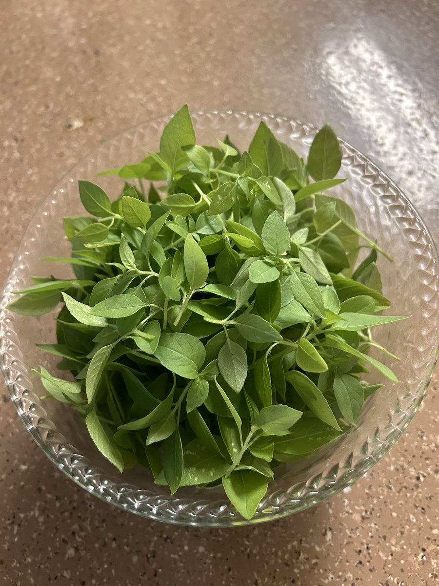 1rashiid's tweet photo. برداشت ریحون🥰 https://t.co/t0IoLcjOrP