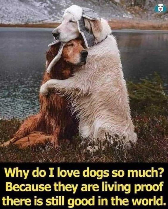 ShadowDogDesign's tweet photo. Why do I #love #dogs so much? Because they are living proof there is still #good in the world.
#Dog #BestFriend #StillGoodInTheWorld #LoveDogs #GoodDog #DogsAreLove https://t.co/fVGjOt7Bqh