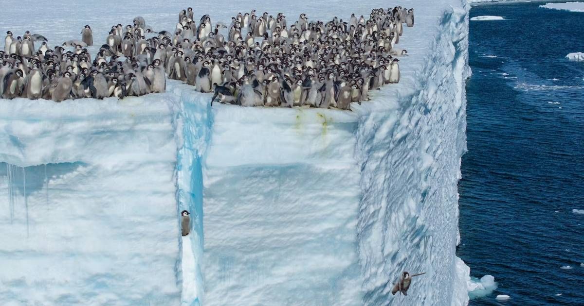 reisquarteu's tweet image. #Pinguins-imperadores: O que os leva a saltar desta falésia? nationalgeographic.pt/mundo-animal/e… #Natureza