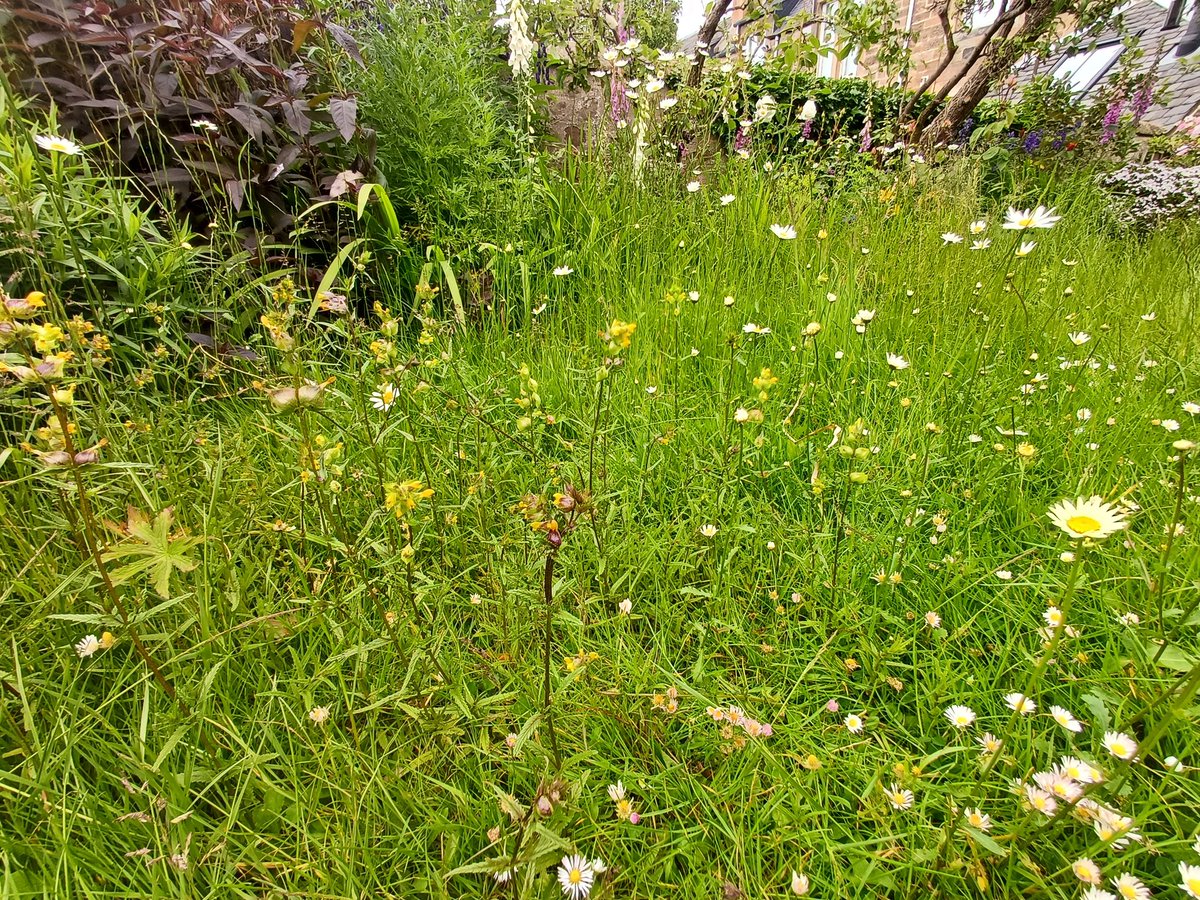 100lapsorbust's tweet photo. After a couple of years of almost no effort our lawn is beginning to turn into something wonderful... https://t.co/BCEAPDqwIc