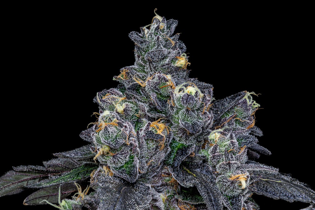 sherb fuel and grape terps 😈 🧬

💲3 X ✝️ A P 3 

(Jealousy x Pink Lady)