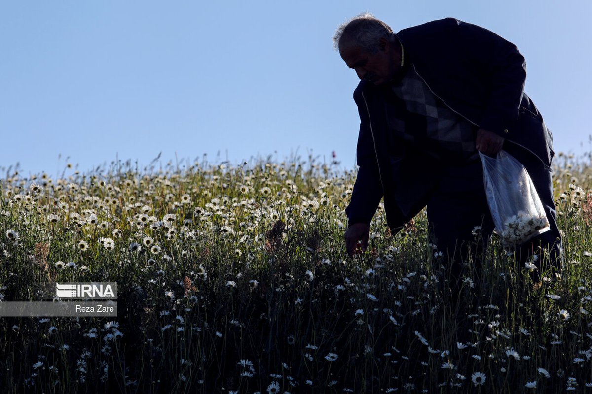 IrnaImages's tweet photo. ��شت گل های بابونه
.
Chamomile Plains
Photo: Reza Zare
.
https://t.co/ieVo2BSLu2 https://t.co/TEZbC9cVwf