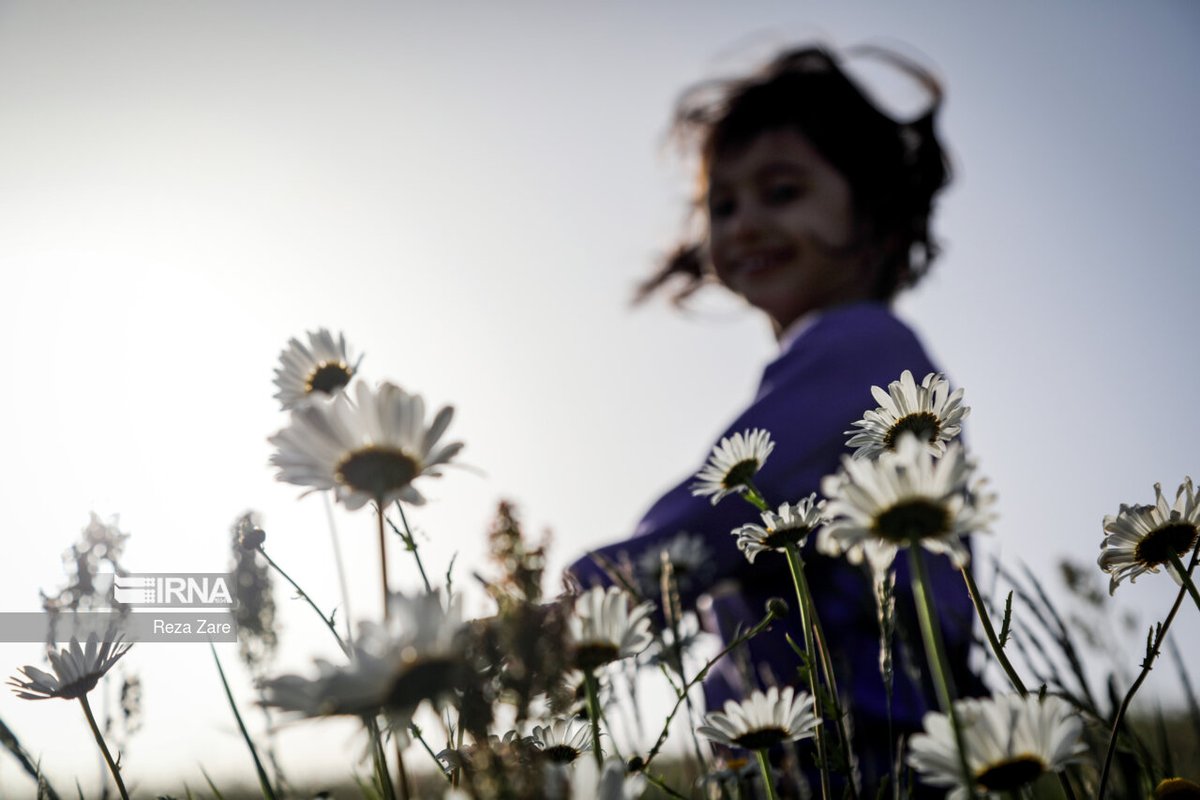 IrnaImages's tweet photo. ��شت گل های بابونه
.
Chamomile Plains
Photo: Reza Zare
.
https://t.co/ieVo2BSLu2 https://t.co/TEZbC9cVwf