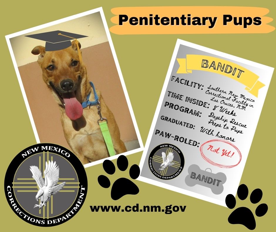 NMCDPIO's tweet image. These two smarty pants pups just graduated from the "Peeps to Pups" prison training program at Southern New Mexico Correctional Facility (SNMCF) in Las Cruces &amp;amp; are ready to be PAWroled! To adopt them, contact Dag Ship Deming Animal Rescue! #inmatetraineddogs #prisondogs