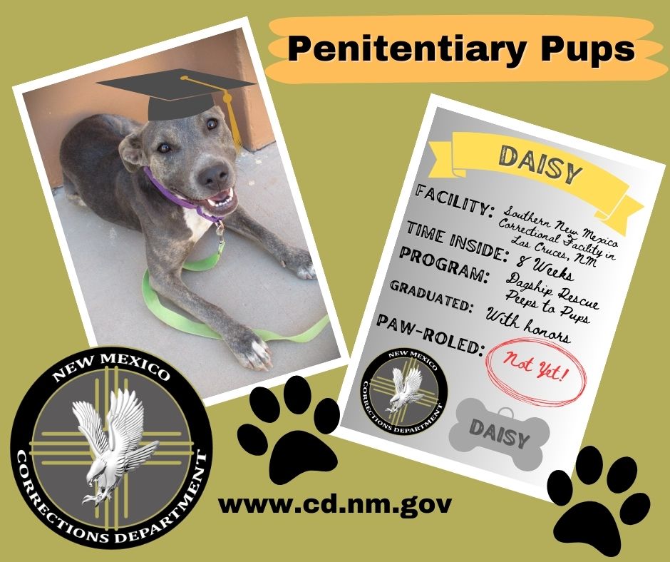 NMCDPIO's tweet image. These two smarty pants pups just graduated from the "Peeps to Pups" prison training program at Southern New Mexico Correctional Facility (SNMCF) in Las Cruces &amp;amp; are ready to be PAWroled! To adopt them, contact Dag Ship Deming Animal Rescue! #inmatetraineddogs #prisondogs