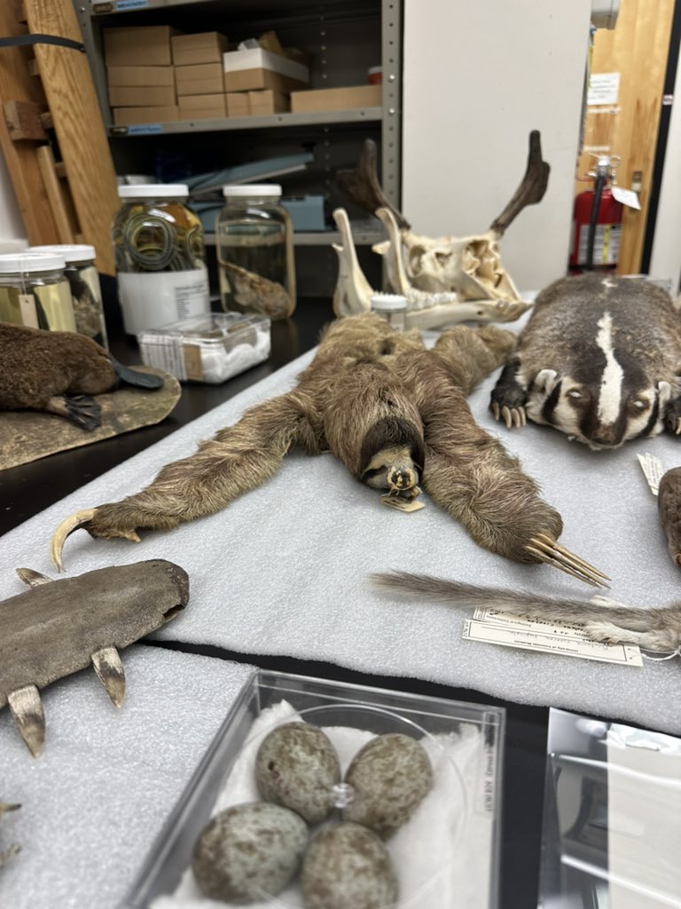 oliviachapmn's tweet photo. Got the amazing opportunity to tour the collections at the CU Boulder Museum of Natural History at #ASMBoulder! #CollectionsAreEssential https://t.co/gxEZHo1oRm