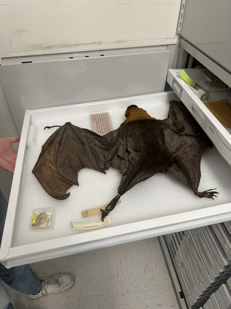 oliviachapmn's tweet photo. Got the amazing opportunity to tour the collections at the CU Boulder Museum of Natural History at #ASMBoulder! #CollectionsAreEssential https://t.co/gxEZHo1oRm