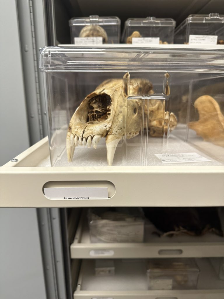 oliviachapmn's tweet photo. Got the amazing opportunity to tour the collections at the CU Boulder Museum of Natural History at #ASMBoulder! #CollectionsAreEssential https://t.co/gxEZHo1oRm