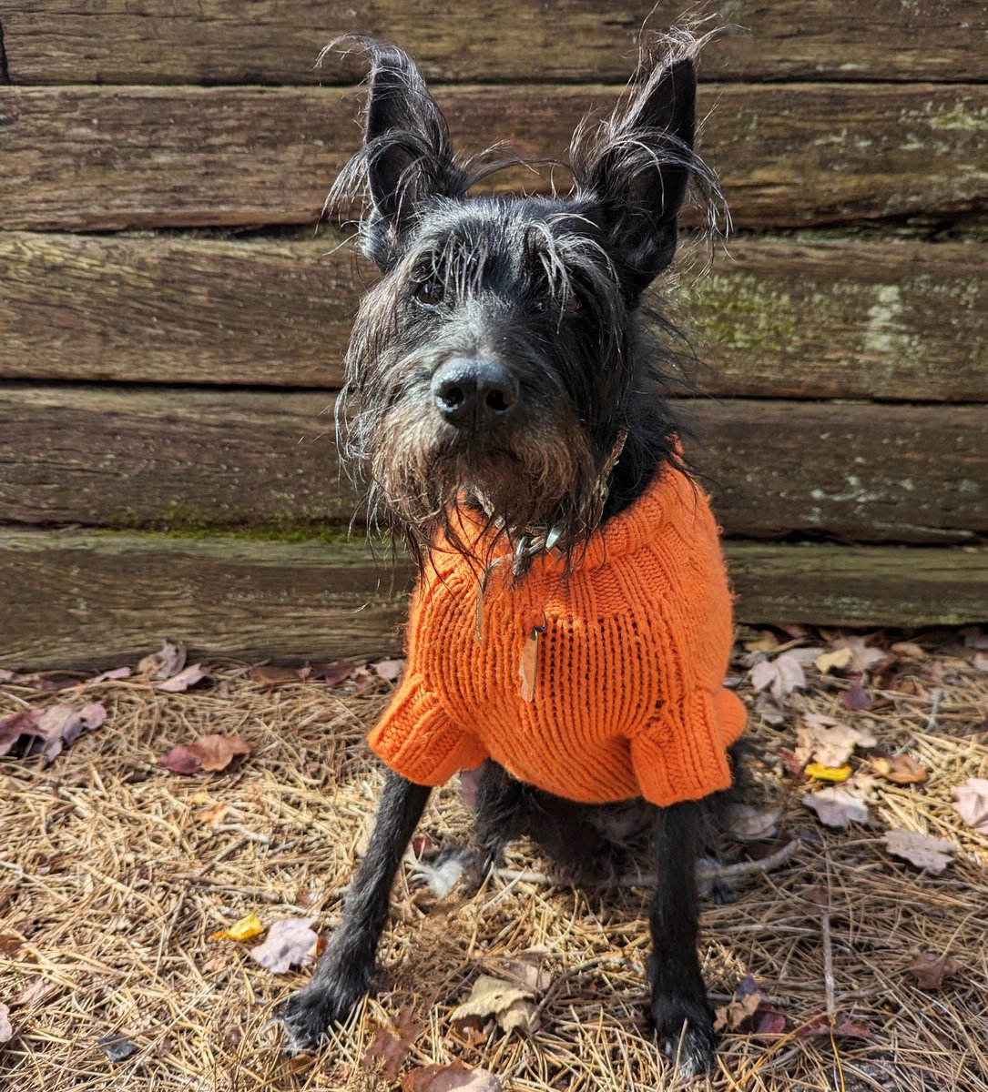 LaughingDoge's tweet photo. @WyattPuppers Mine's a mix but no schnauzer hate here! https://t.co/lpM0MrKHRz