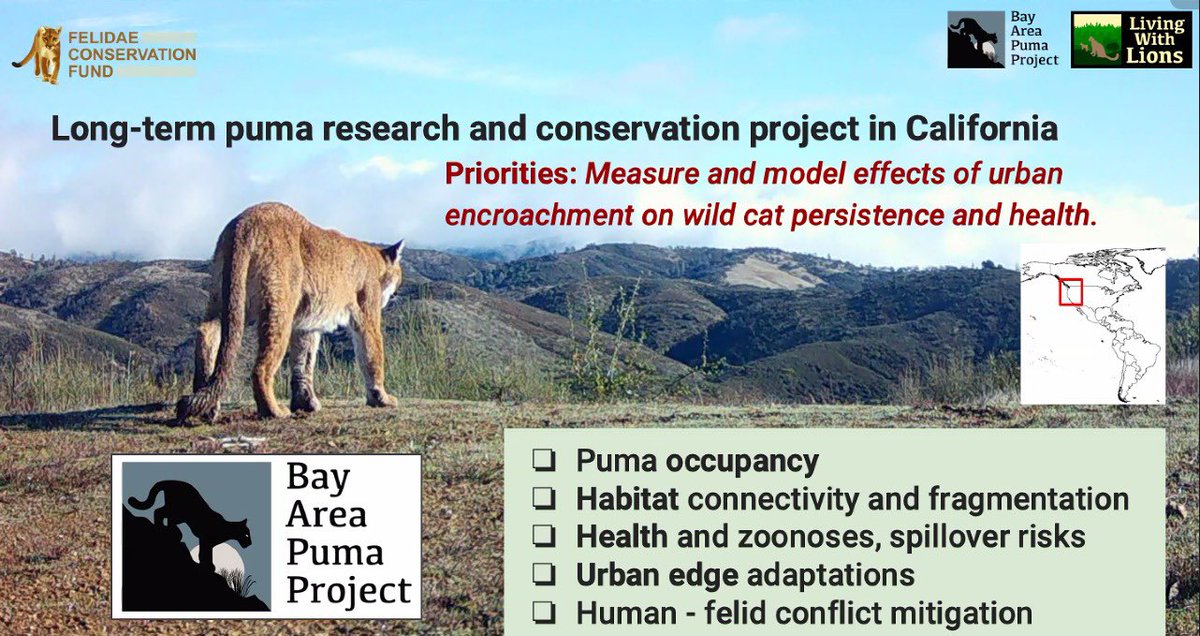 3/6

Dr. @granadosAlys discussed optimising puma conservation in California and Patagonia.

Since 2006, efforts to safeguard pumas have included:

➡️Creating habitat corridors
➡️Promoting coexistence with ranchers
➡️Responsible wildlife viewing practices, among others.