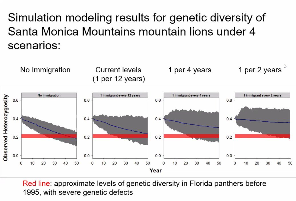 4/6

Dr. Seth Riley emphasized the need for increased habitat connectivity to maintain genetic diversity in cougars and prevent genetic defects.

He also noted the uniqueness of having mountain lions in Los Angeles, one of the few mega-cities in the world to host #Cougars.