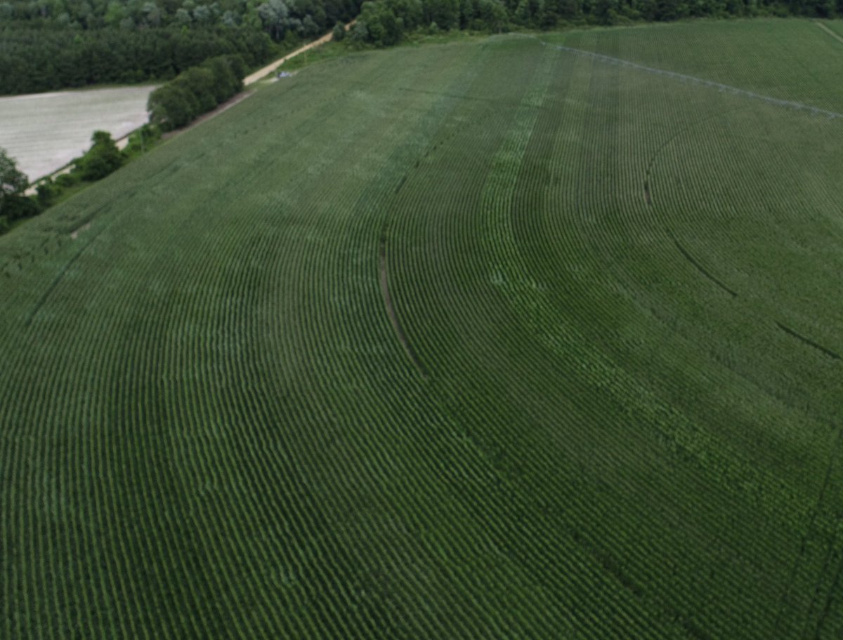 A huge thank you to all of our plot cooperators!  This has been a very challenging planting season but thanks to you we have a great set of trials to evaluate. Here are 4 aerial shots and thank you again!  #agrigold #grow24
