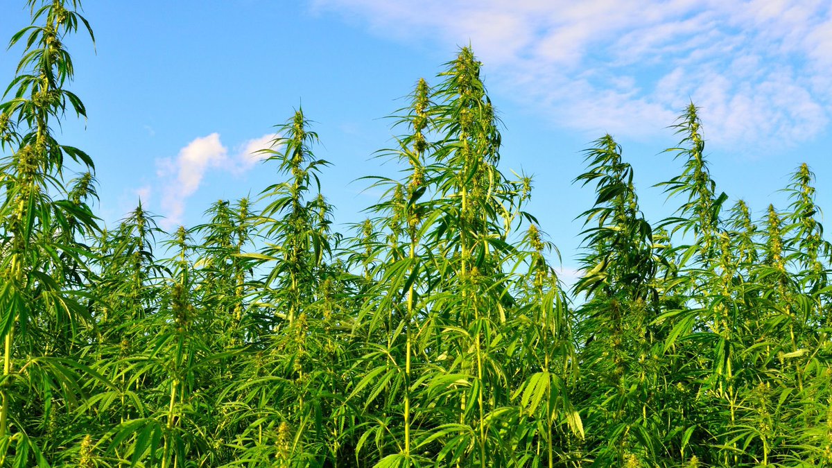 gihsolutions's tweet photo. #SDG12 seeks to ensure #sustainable consumption and production patterns, which is key to sustain the livelihoods of current and future generations. #Industrialhemp as a crop can help to achieve this goal. Join us in supporting hemp initiatives. Together, we can make a difference! https://t.co/2feR5uDzZU
