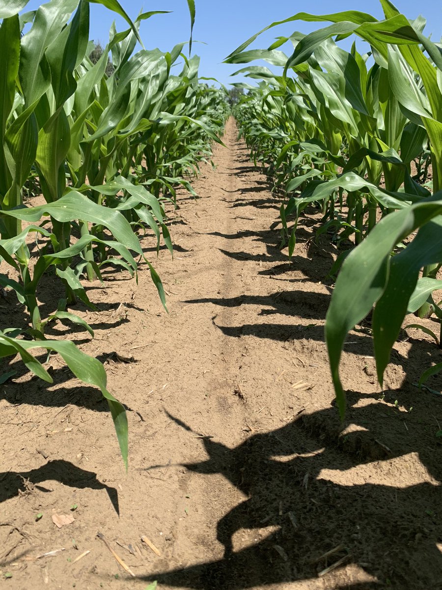 Mike Pasztor 🌽🌱🌾🐂🐷🥒🌶 tweet media