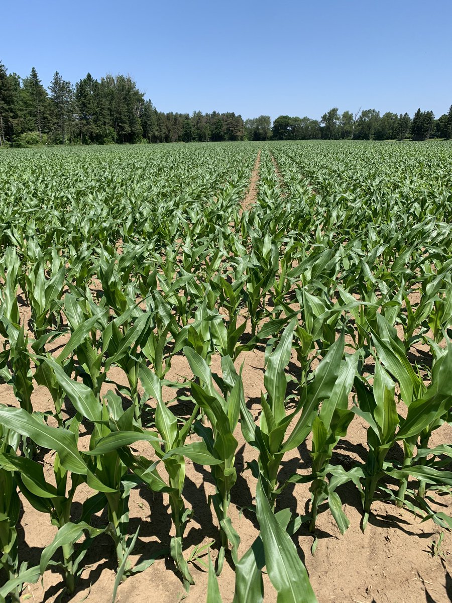 Mike Pasztor 🌽🌱🌾🐂🐷🥒🌶 tweet media