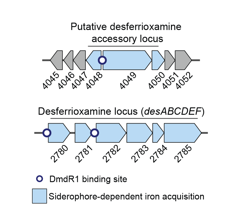 HannahAugustijn's tweet photo. To test our method, we focused on DmdR1, which regulates iron-starvation response and has a strong relationship with siderophore BGCs. When we used TFBSs and co-expression patterns to find the DmdR1 regulon, we discovered an unknown locus seemingly linked to desferrioxamines https://t.co/JbJMqH1iDk