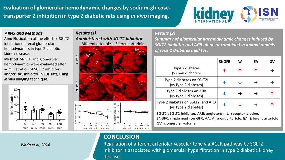 Kidney_Int's tweet photo. Evaluation of glomerular hemodynamic changes by sodium-glucose-transporter 2 inhibition in type 2 diabetic rats using in vivo imaging.

https://t.co/J3uydYMOXC

#SGLT2 #glomerularfiltrationrate #diabetickidneydisease #DKD
@UHN_Research @TGHRI_UHN @NephrologyatUHN https://t.co/XXy7WRS1nB