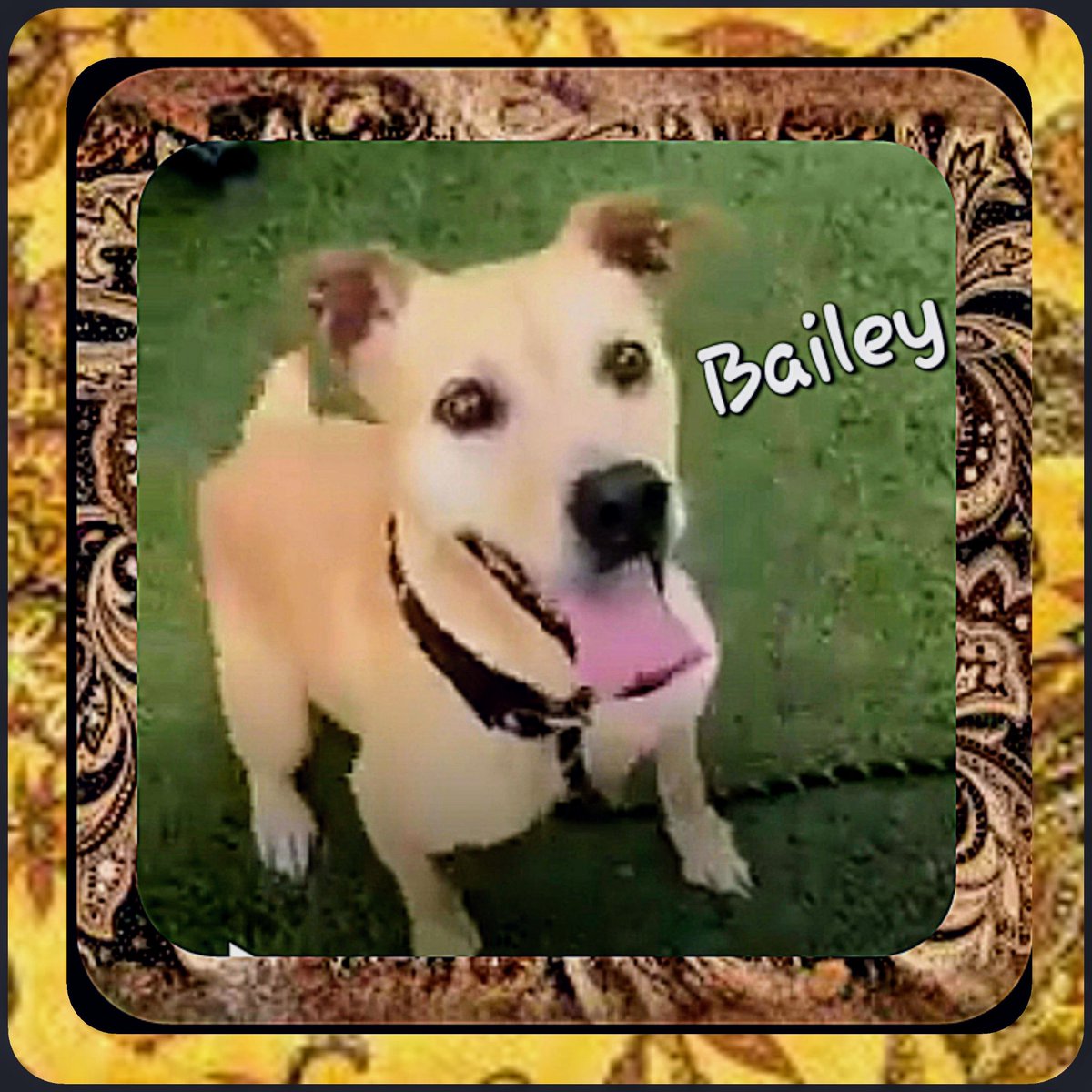 rothfarms's tweet photo. ⏰️🐕🆘️ ⏳ #SaveBailey 🙏 PLEASE SEE INFO BELOW https://t.co/5j65PEcaP6