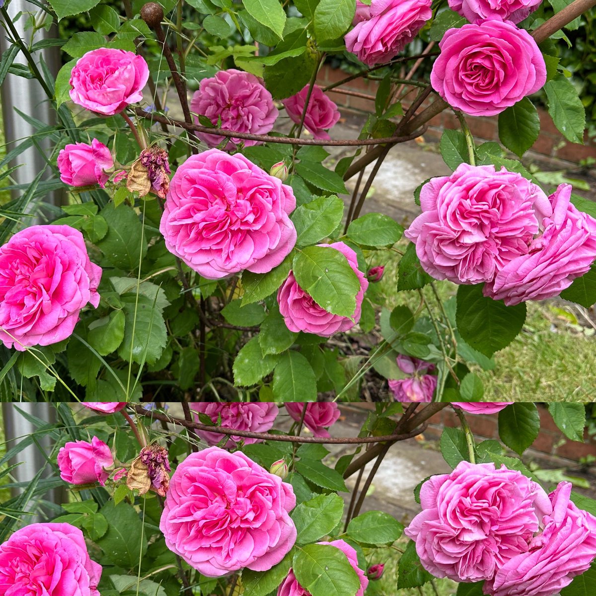 🌱Jasmin Rose (@geetachitnis) / Posts / X