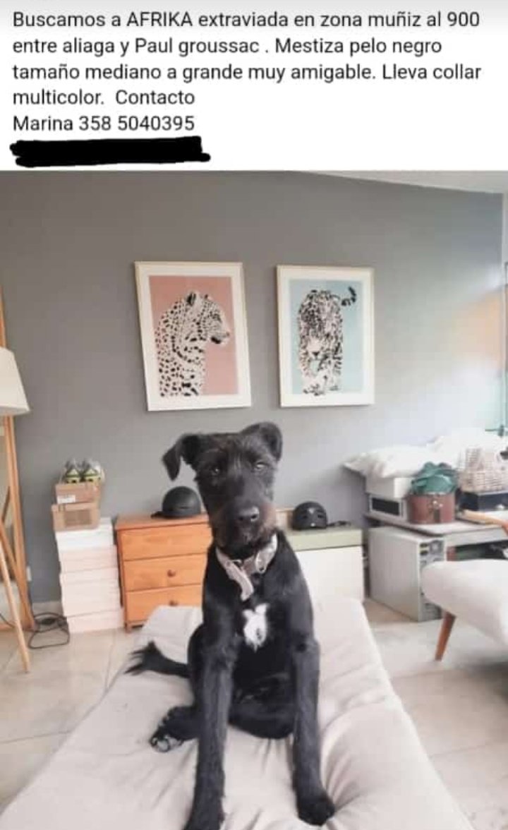 Joose_Calderon's tweet photo. RIO CUARTO. Zona banda norte
Es la perrita de mi tía. Por favor cualquier información tambien pueden contactarse conmigo https://t.co/bzy0IhMkQA