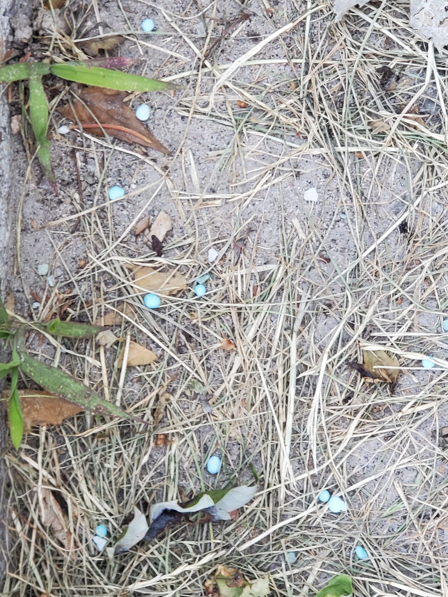 MurdockBig's tweet photo. Rotary Park and Lynde House have fertilizer applied (the little blue dots is fertilizer) and no signs present. Wonder why they don't post the application of fertilizer on Facebook,  so we know when and where? #grass #landscaping @TownofWhitby #dogs https://t.co/44xMvY93IJ