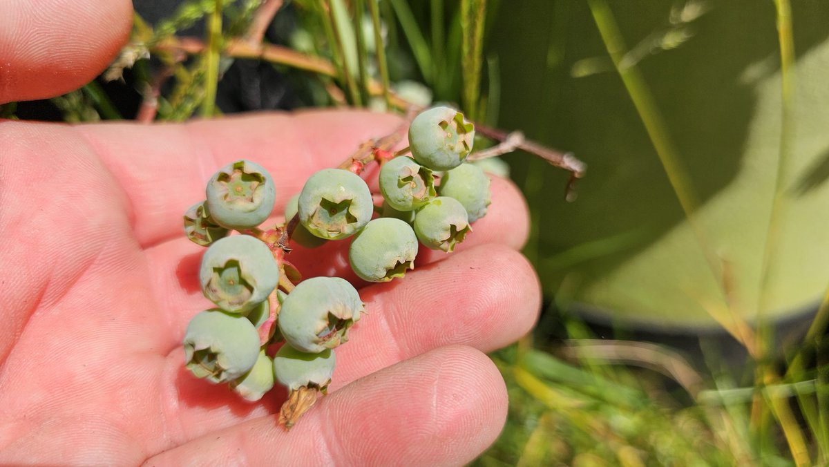 RipeTomatoFarms's tweet image. Speaking of berries..... Blueberries going nuts this year, and while production is up overall, the VAST majority of berries are clustered on the west facing sides of the plant..... Go figure! #GardeningTwitter #fruit #HealthyHappySafe