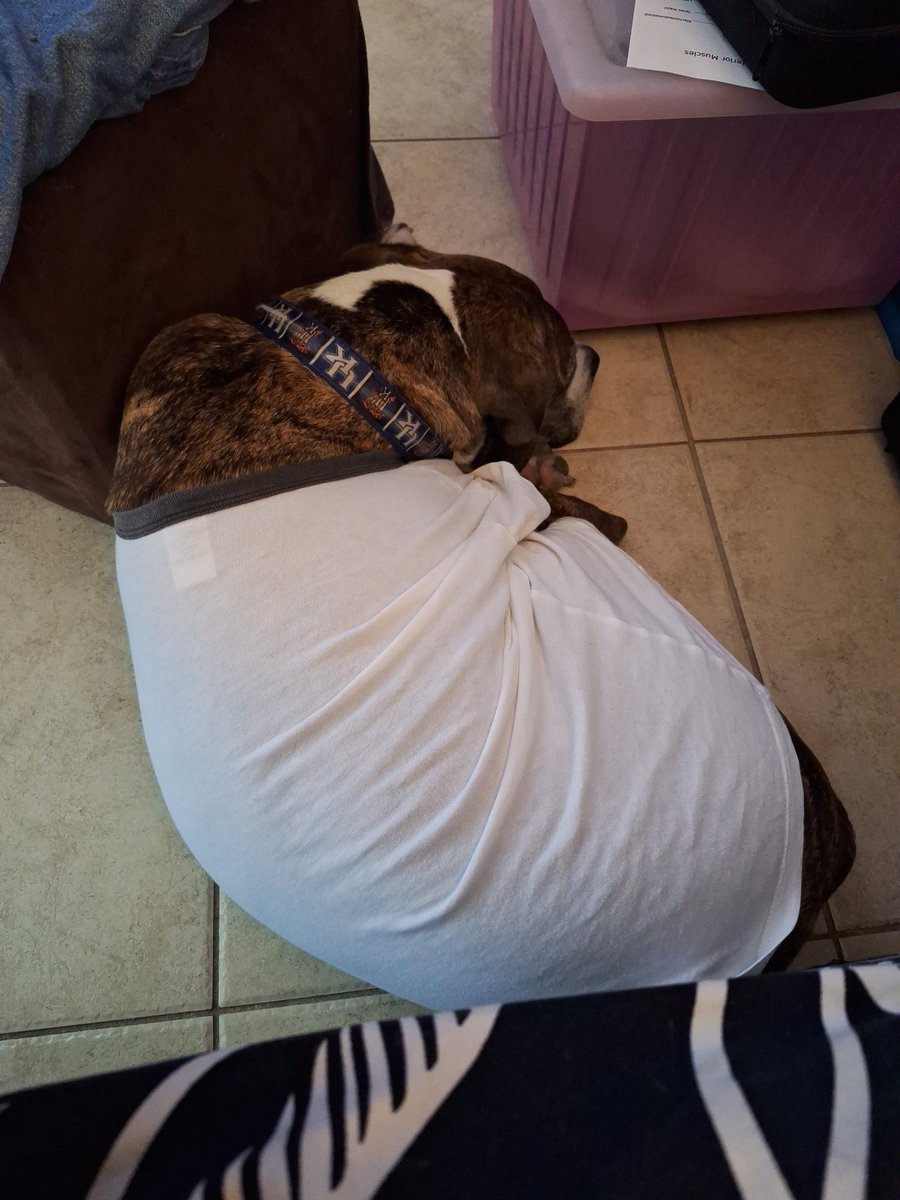 FelicityRusnak's tweet image. Was going to a movie, but the storms had Tiger nervous until the #DIY #Thundershirt