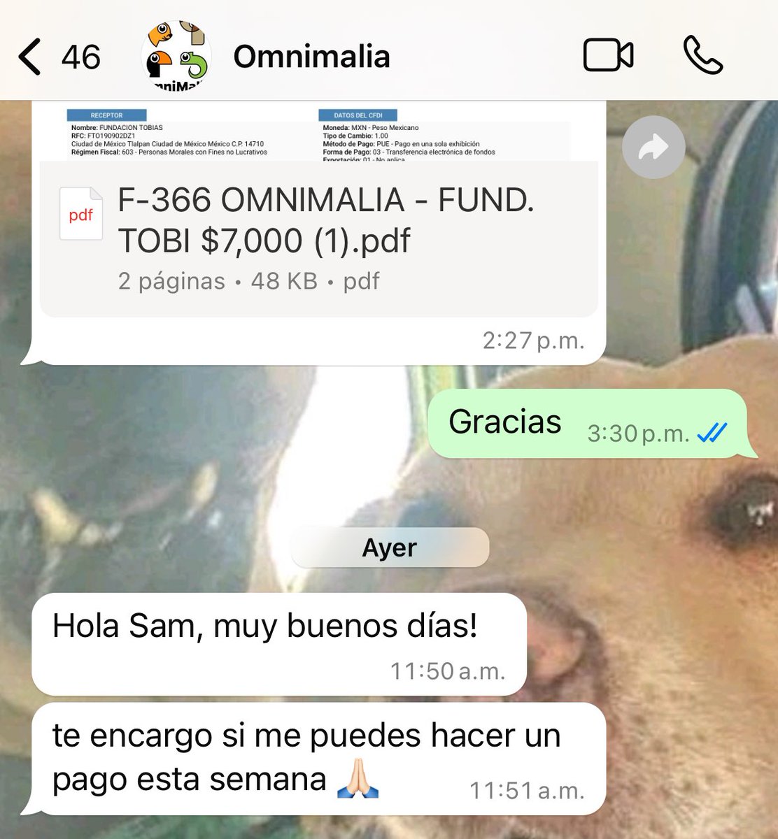 Amigos esto es lo que tenemos para pagar las deudas en Omnimalia ya que ayer no pudimos dar nada.

En 3 días tenemos que pagar renta y sueldos y no hemos logrado juntar lo necesario.

Yo espero que algún día nuestros temas con las rentas y las construcciones terminen, nuestro