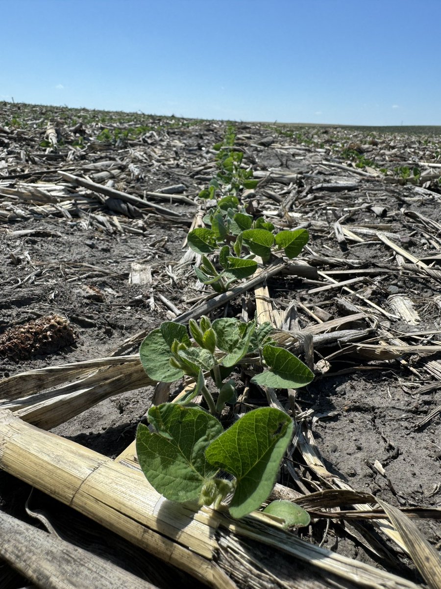 Lee_Briese's tweet photo. #SoilArmor A little residue goes a long way. Same field. On left the corn stalks protected soil from winds (30-50+ mph) and in turn the soys from blowing soil. Right not so much. https://t.co/LCReFT95iu