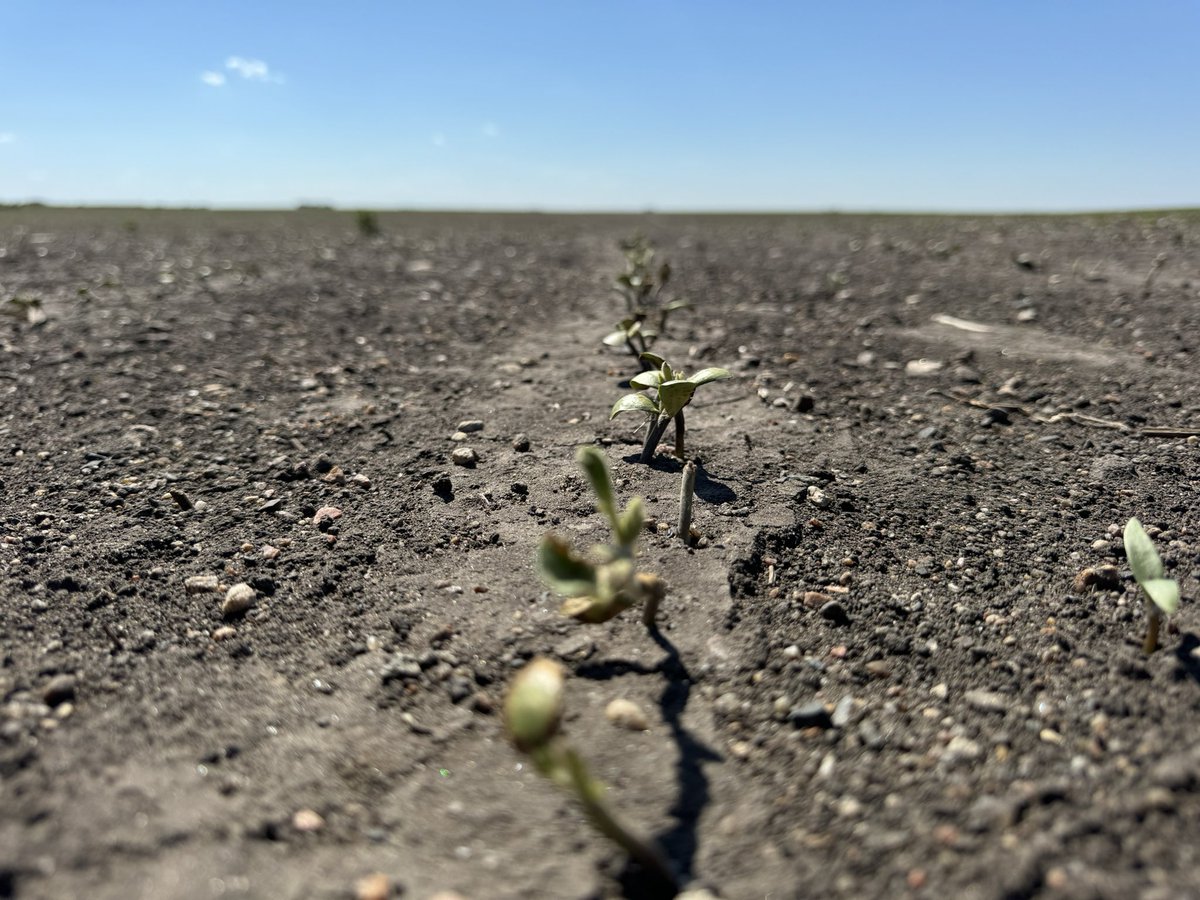 Lee_Briese's tweet photo. #SoilArmor A little residue goes a long way. Same field. On left the corn stalks protected soil from winds (30-50+ mph) and in turn the soys from blowing soil. Right not so much. https://t.co/LCReFT95iu