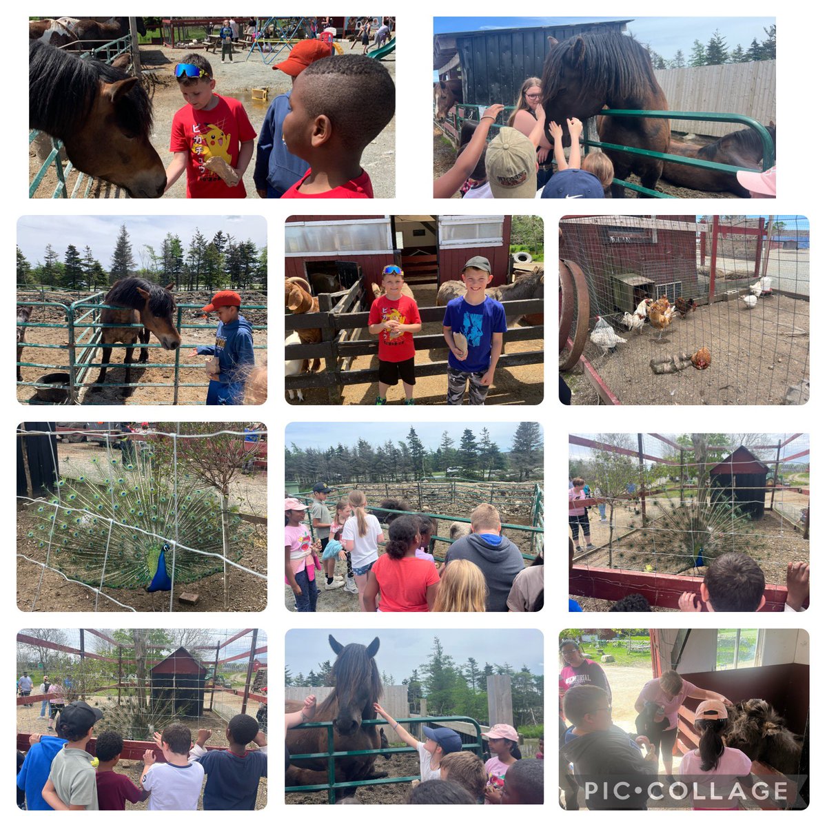 It was a fun filled day at Lester’s Farm!☀️🐮🐴🐷🐔🐤🦚🚜 <a href="/LFM_Susan/">Lester's Farm Market</a> <a href="/standrewselem/">St. Andrews School</a>