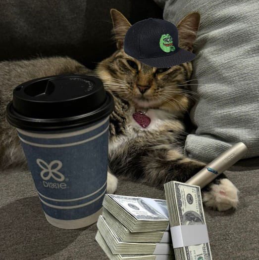 masha billionaire cat tweet media