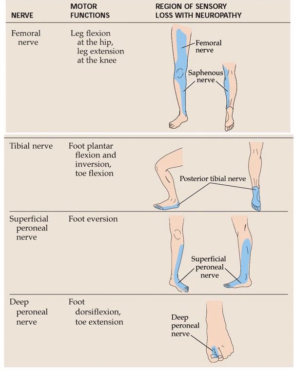 Important nerves of the leg