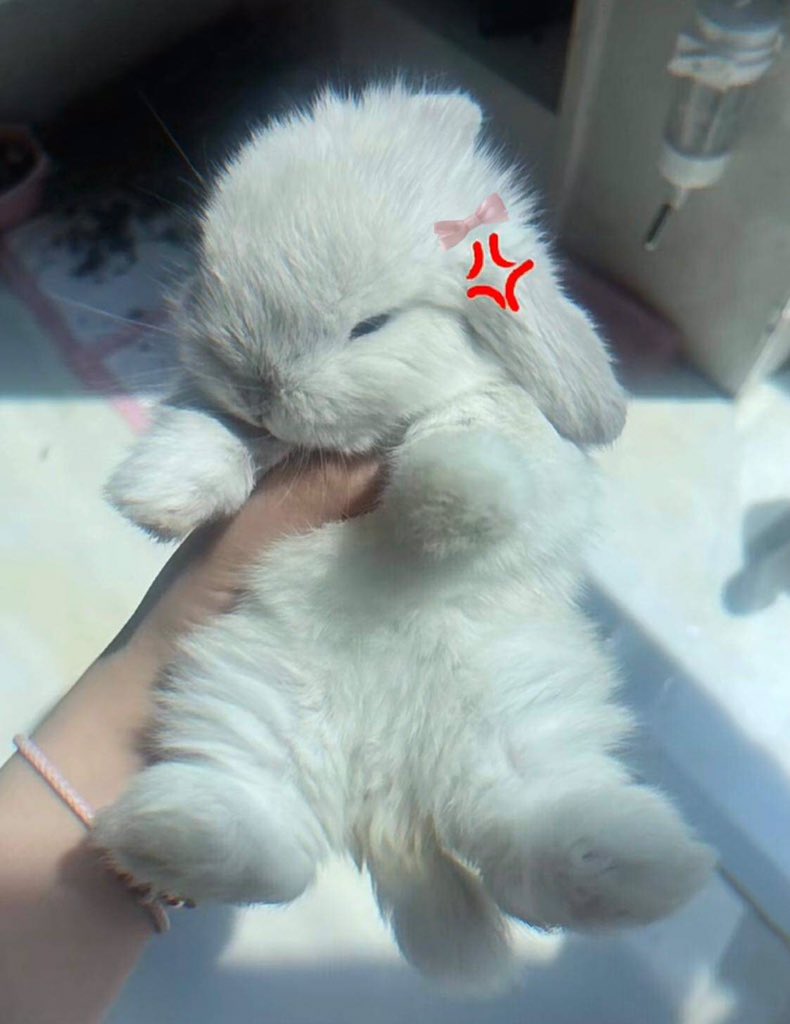 bunnieswbows's tweet photo. https://t.co/BoPnFWzoaP