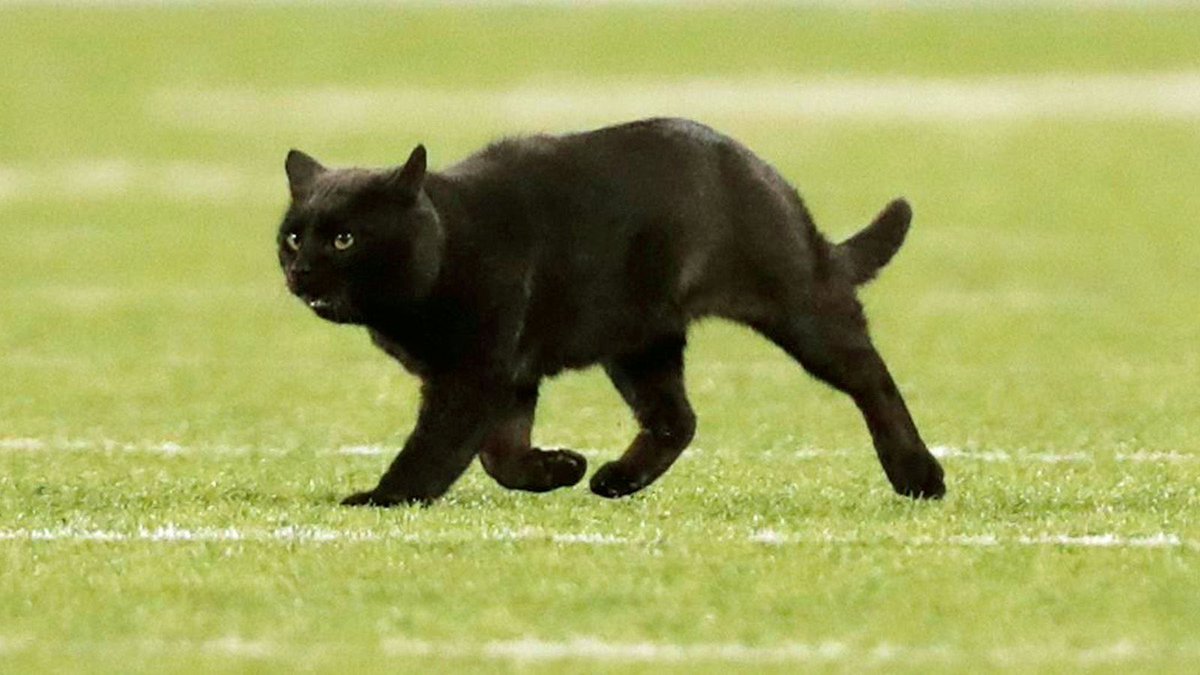 Alright fuck if I'm helping with this Goal Cat CTO ⚽️🐈‍⬛

I'll be at my hotel in a couple hours to really lock in and in the meantime, convicted holders are accumulating who understand that Goal Cat can go all year round! 

This will be THE #1 sports cat 

CA:
