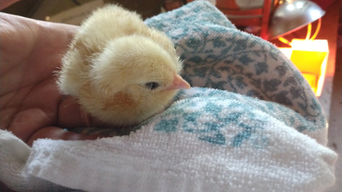 enthusmiasma's tweet photo. Goldie. #littlepoopers https://t.co/XnFJcsRAd7