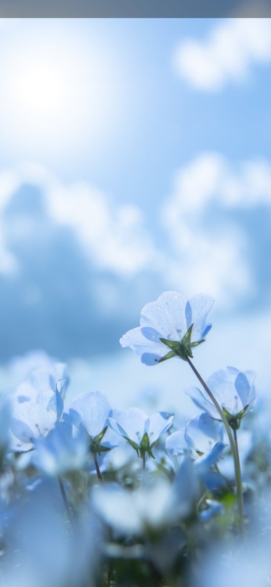 風鈴 tweet media