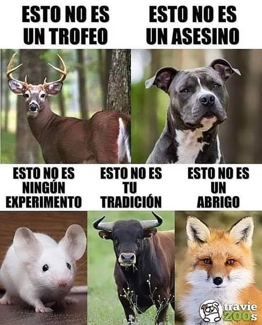Mayú Guillén 🇲🇽🇺🇦 tweet media