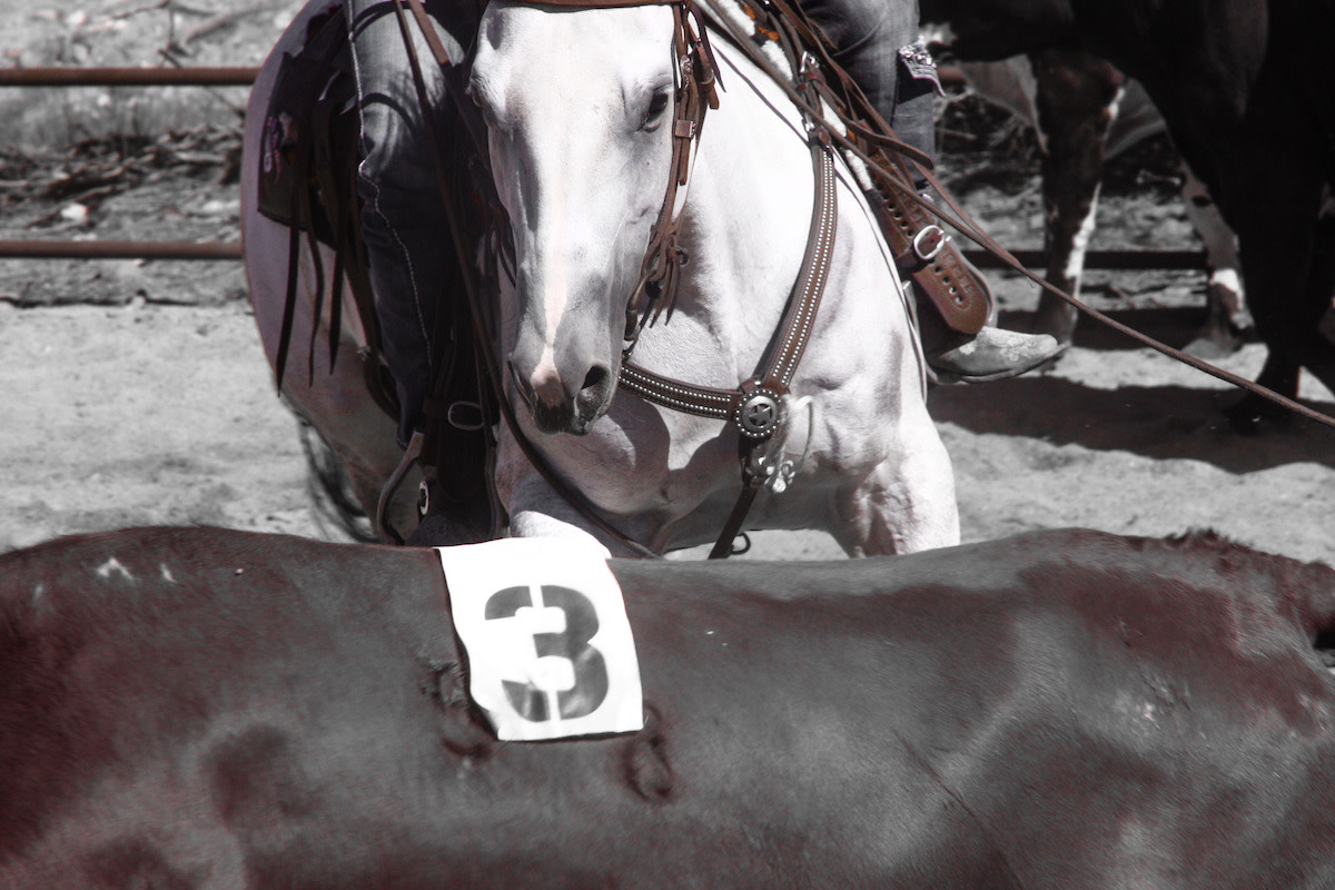 HorseNetwrk's tweet photo. "Break the task down into tiny baby steps, never force the horse, allow him time to approach at his own speed &amp; motivate his behavior from his own curiosity." —Janet Jones, PhD, on training trust and overcoming fears. #brainbasedtraining

True Sorts Cows 
https://t.co/jILtuWb4ET https://t.co/75DdCZUYkl