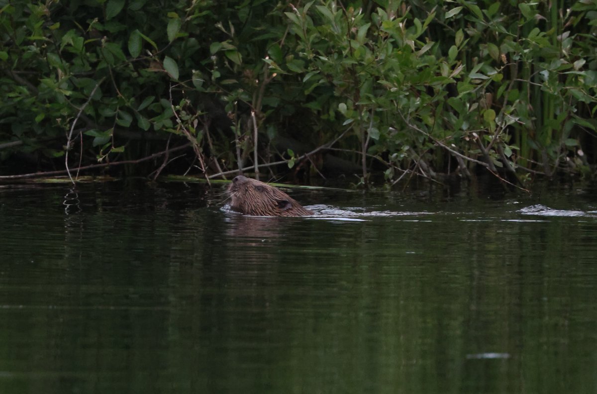 Simon Pinder tweet media