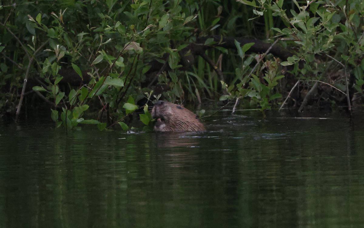 Simon Pinder tweet media