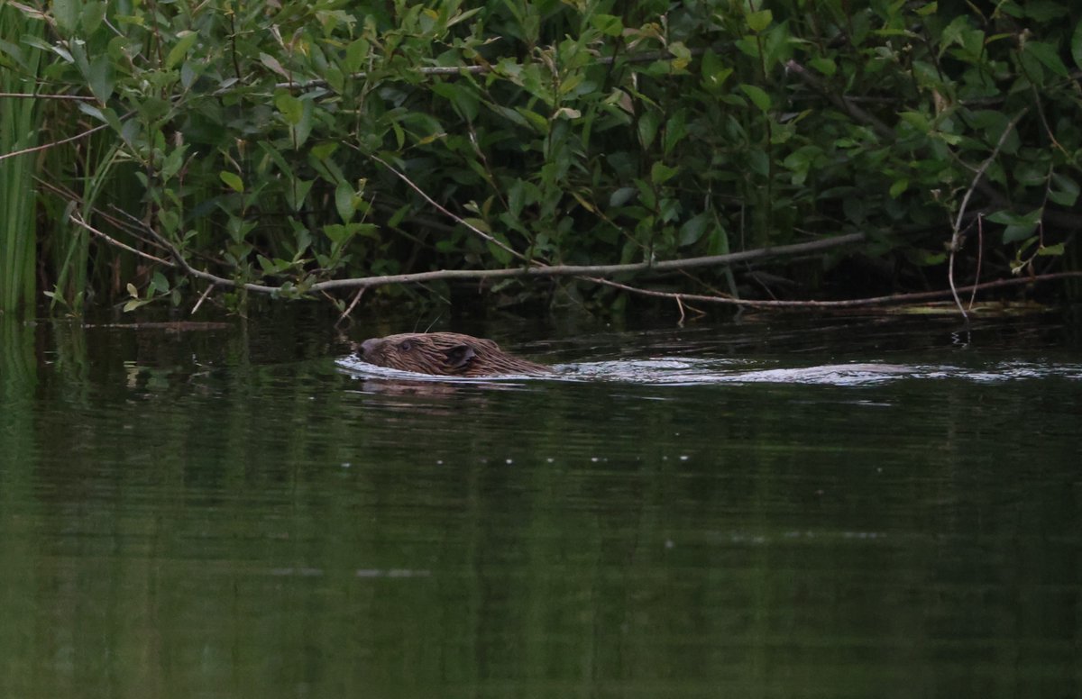 Simon Pinder tweet media