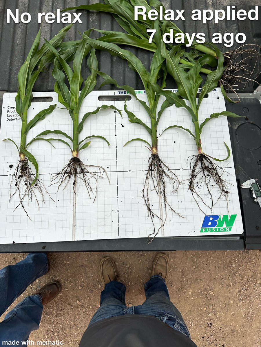 drich82's tweet photo. RelaxRx applied with post herbicide is doing exactly what we designed it to do: keep the plant running full capacity and driving root growth while it metabolizes herbicide. Those improved nodal roots will be critical as we get deeper into the summer months. @bw_fusion https://t.co/4bACWiC5Nc