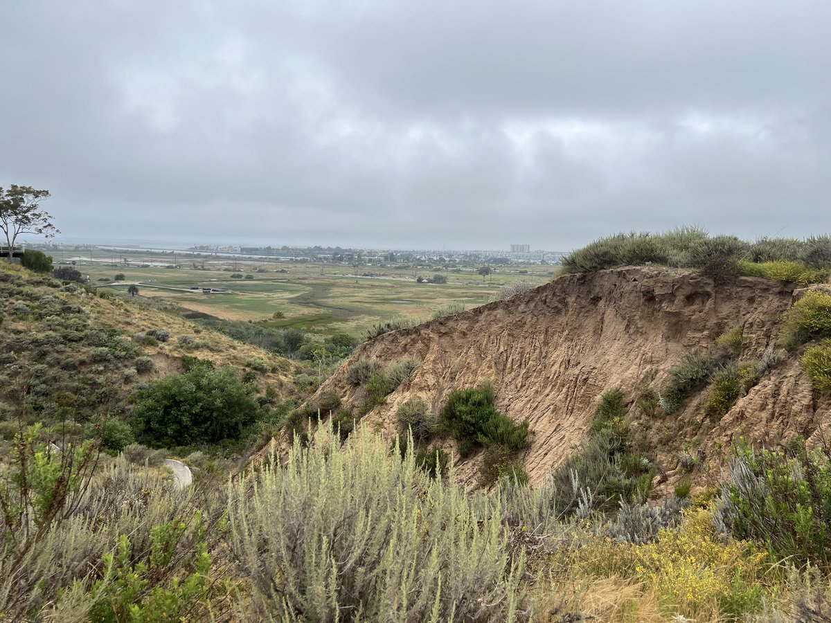 btsunoda's tweet photo. Enjoyed the Playa Del Rey walk designed by @SweetSlinky - views from Playa Vista Bluffs leading to the beach. #walkingla https://t.co/vakpO7qLKg