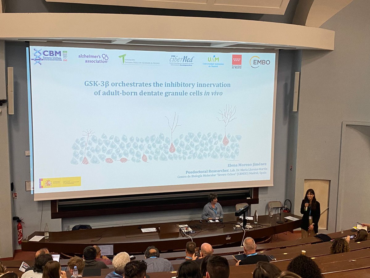 #Eurogenesis has already started!🧠 Many thanks to the organizers for giving me the opportunity to talk about the last part of my PhD project on the role of GSK3β in inhibitory innervation of adult-born neurons!! <a href="/LlorensLab/">LlorensLab</a>